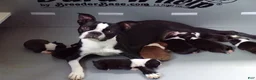 Boston Terrier dogs for sale: Handsome AKC - Ad 5