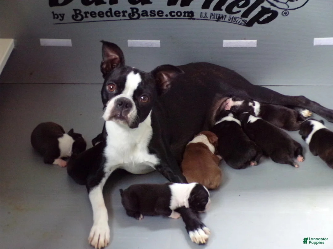 Boston Terrier dogs for sale: Handsome AKC - Ad 5