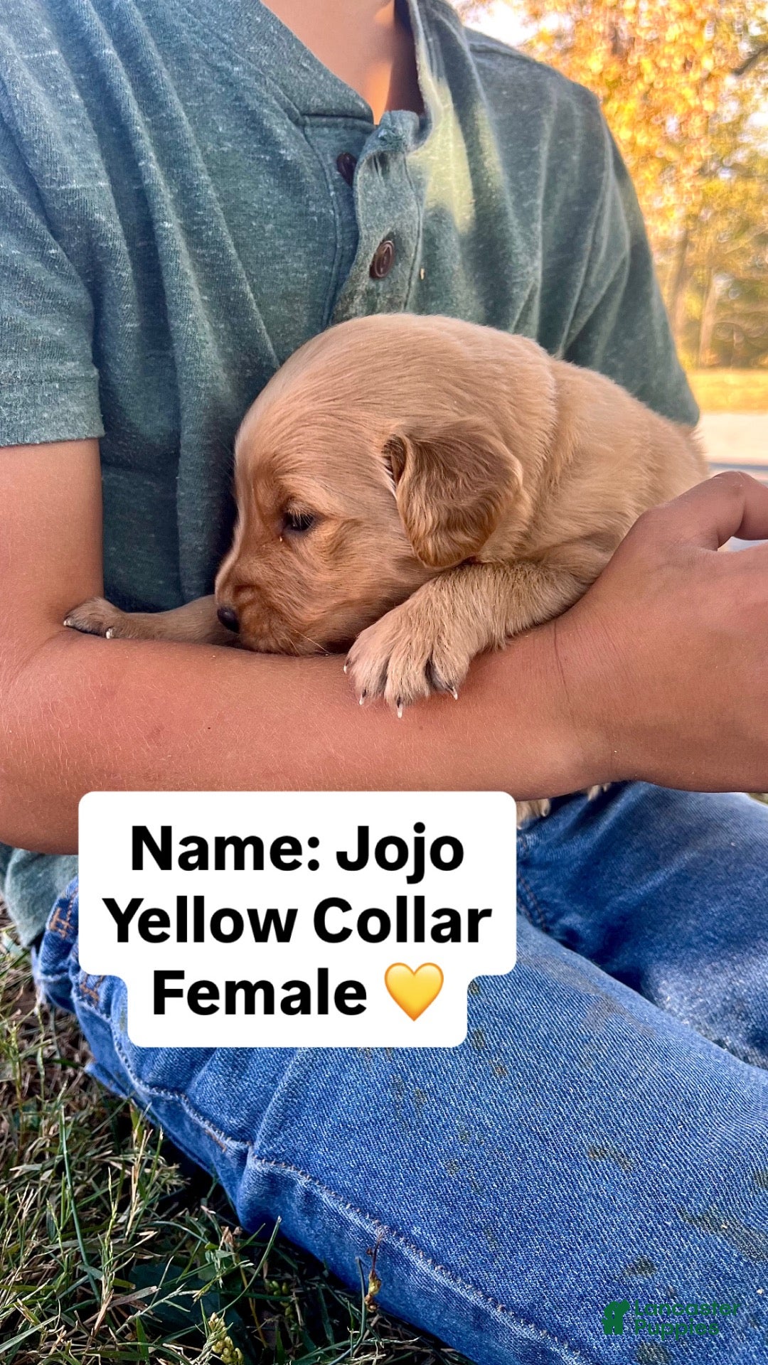 Golden Retriever dogs Golden Retriever JOJO - Ad 1