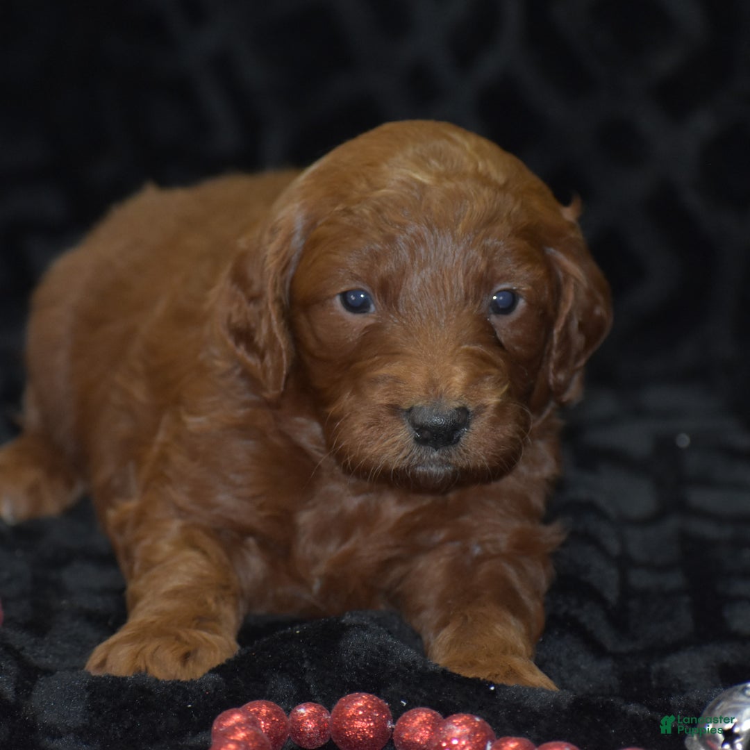 Mini Goldendoodle dogs for sale: Glory - Ad 10
