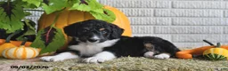Mixed Breed dogs for sale: Krissy - Ad 4