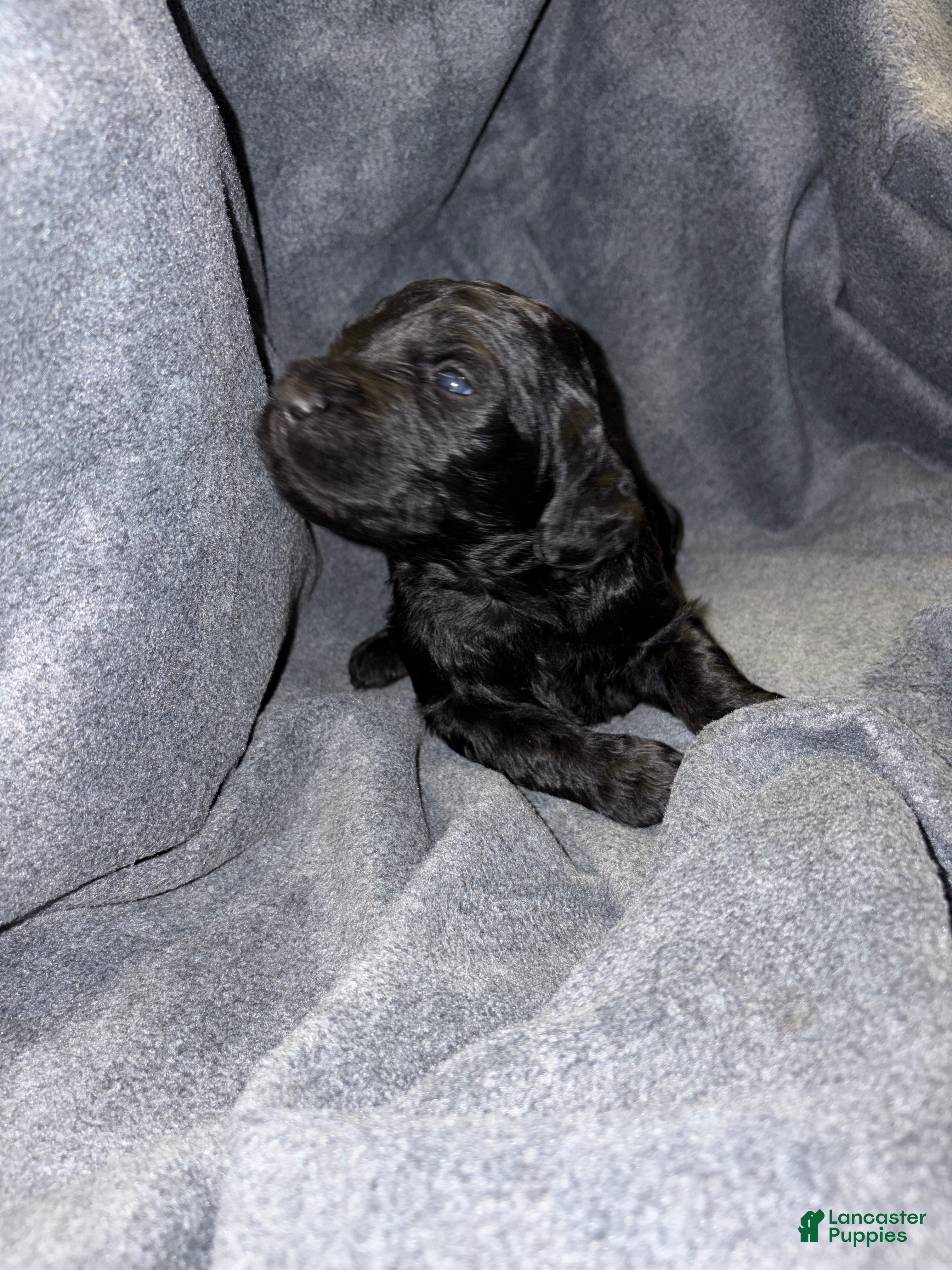 Bernedoodle dogs Beretta Puppy 9 - Ad 13