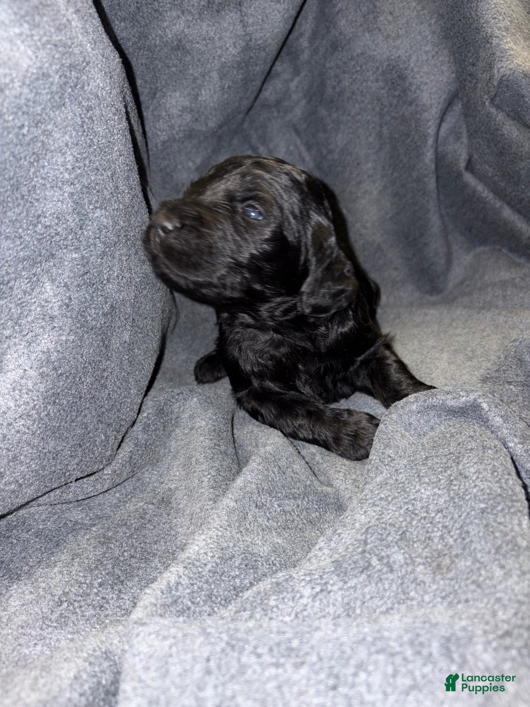 Bernedoodle dogs for sale: Beretta Puppy 9 - Ad 1