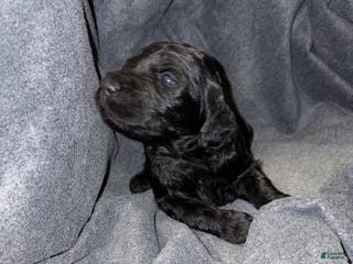 Bernedoodle dogs Beretta Puppy 9 - Ad 10