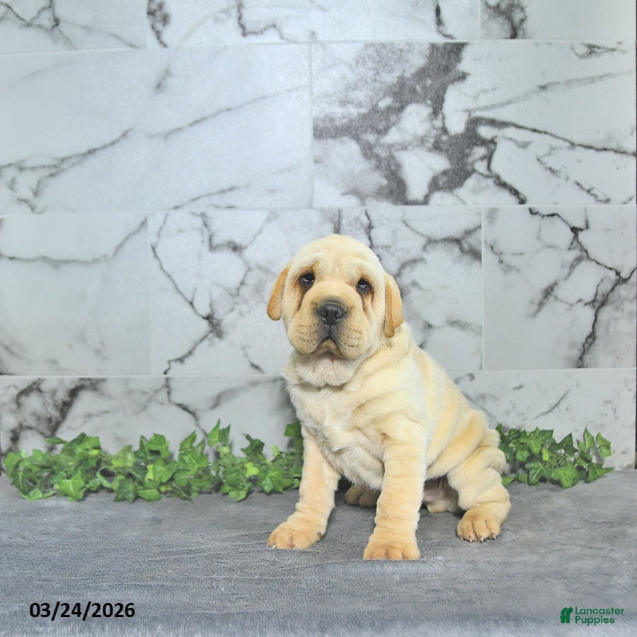 Mini Hippo dogs Conner - Ad 1