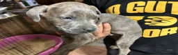 Cane Corso dogs for sale: Cane Corso 2 - Ad 5