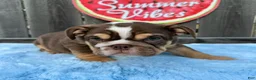 English Bulldog dogs for sale: Kelly - Ad 8
