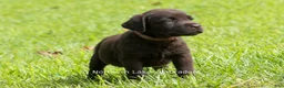 Labrador Retriever dogs for sale: Eric - Ad 5