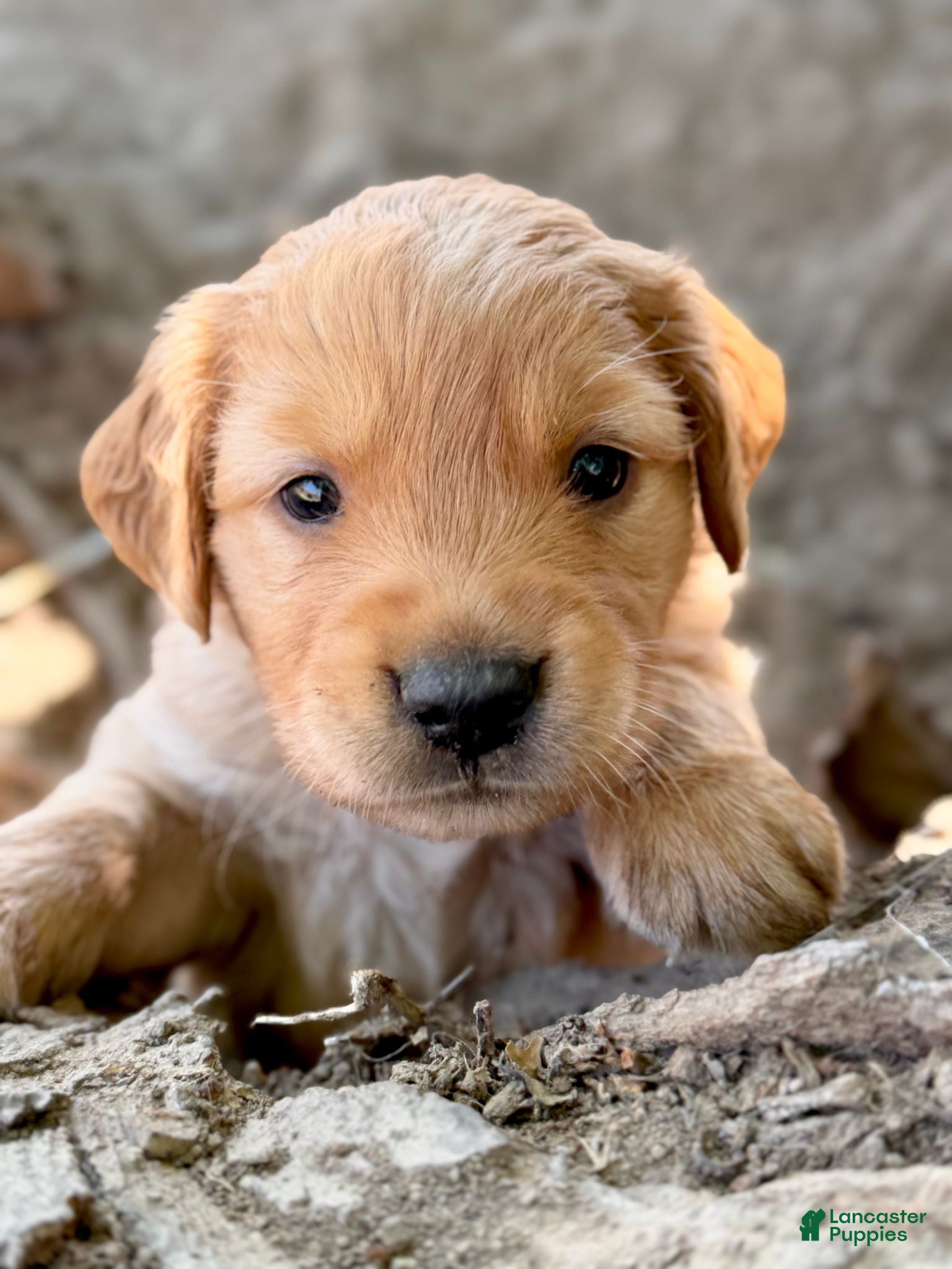 Golden Retriever dogs Golden Retriever 2 - Ad 22