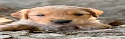 Golden Retriever dogs for sale: Golden Retriever 2 - Ad 1