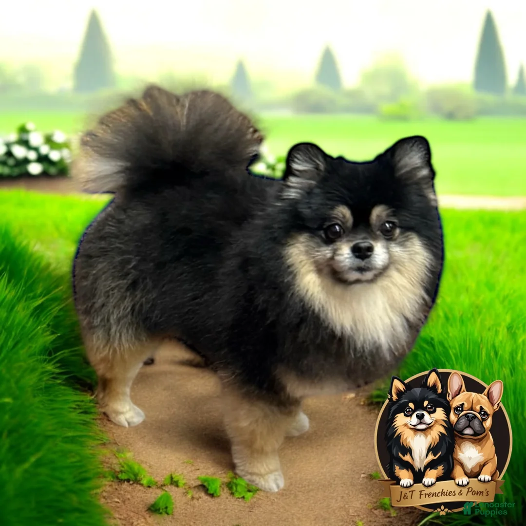 Pomeranian dogs for stud: Teddy - Ad 1