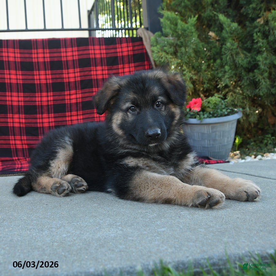 Mixed Breed dogs Reed  - Ad 2