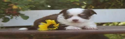 Chihuahua dogs for sale: Amos - Ad 2