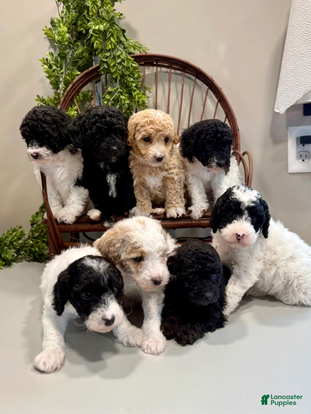 Mini Goldendoodle dogs for sale: Oscar - Ad 10