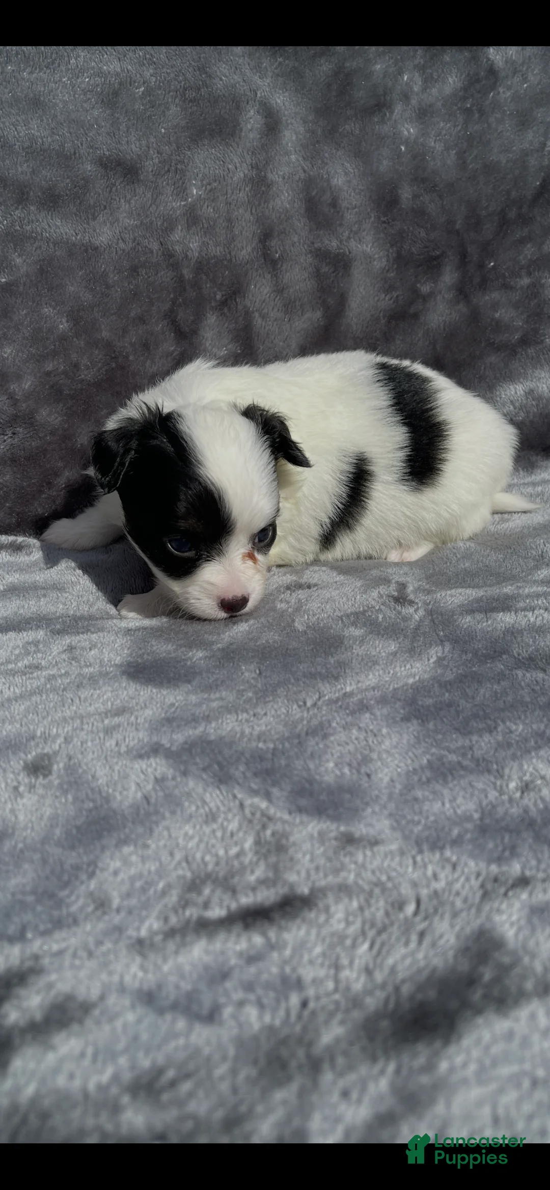 Chihuahua dogs for sale: Chihuahua 1 - Ad 1