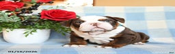 English Bulldog dogs for sale: Shep - Ad 5