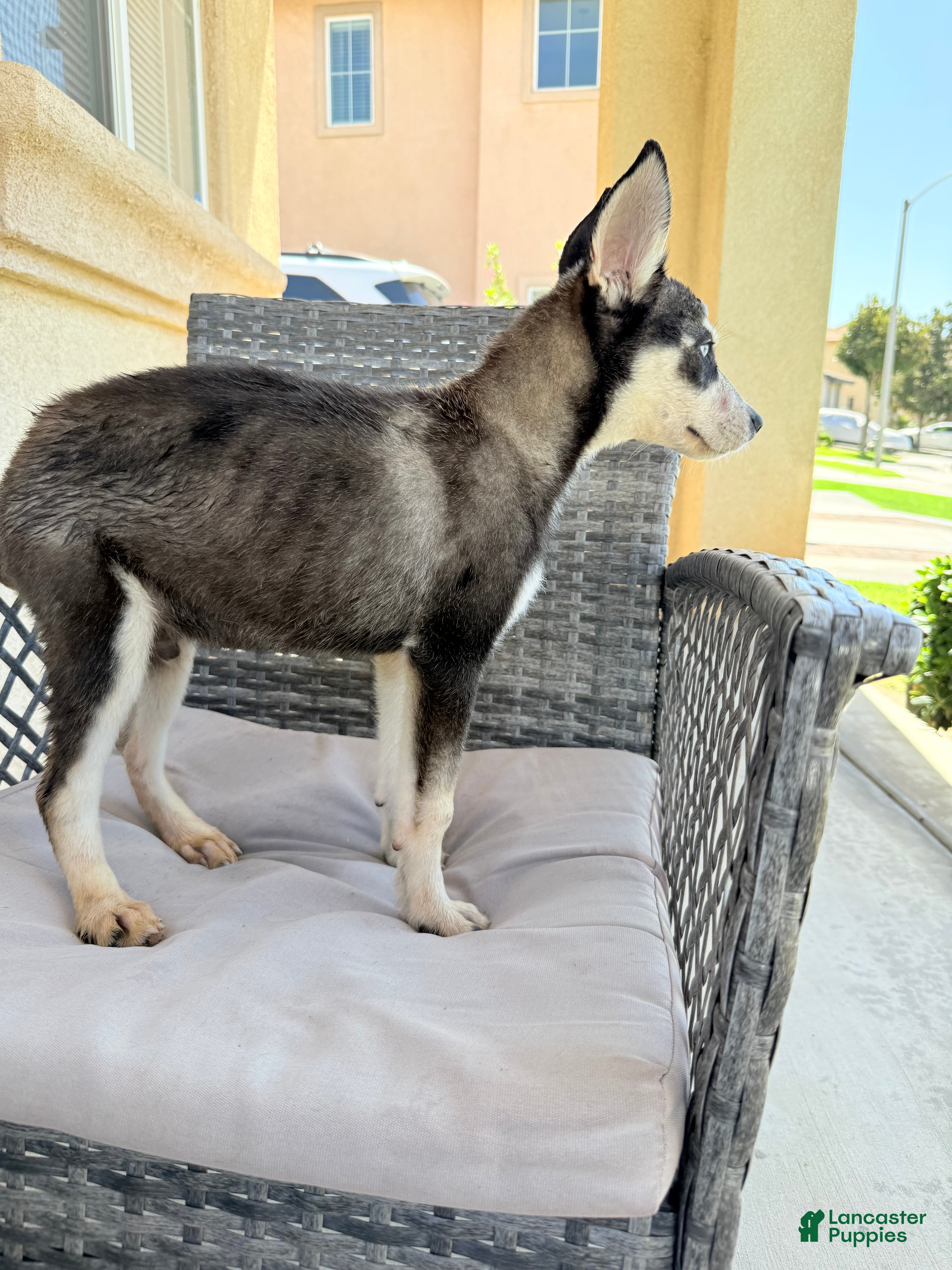 Pitsky dogs Pitsky 4 - Ad 1