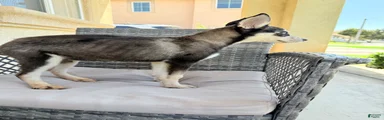 Pitsky 4
