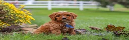 Cavapoo dogs for sale: Ranger - Ad 7
