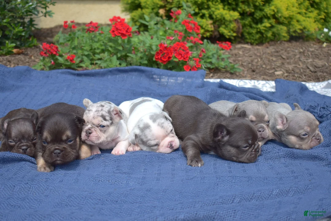 French Bulldog dogs for sale: Parmesan - Ad 7