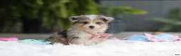 Mixed Breed dogs for sale: Nala - Ad 3