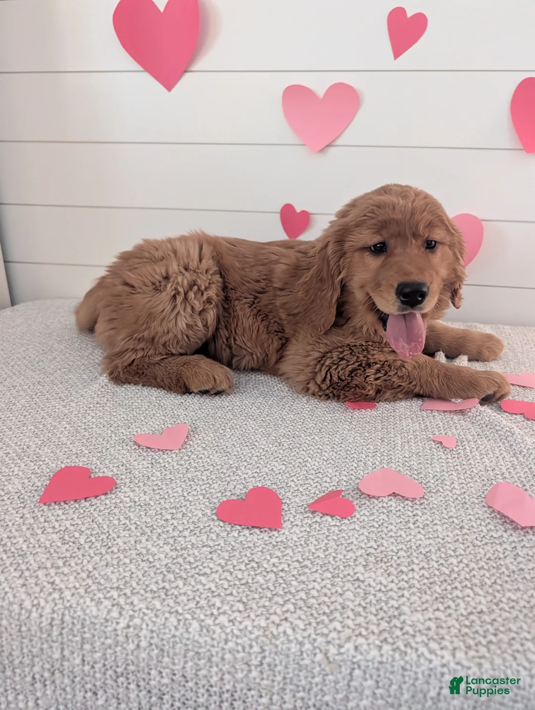 Golden Retriever dogs for sale: Goldie - Ad 20