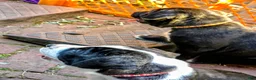 Presa Canario dogs for sale: Mr Orange  - Ad 5
