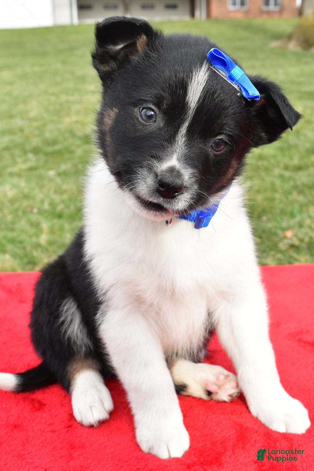 Mixed Breed dogs for sale: Mason - Ad 9