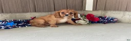 Cavalier King Charles Spaniel dogs for sale: Hunter Cavalier King Charles Spaniel  - Ad 3