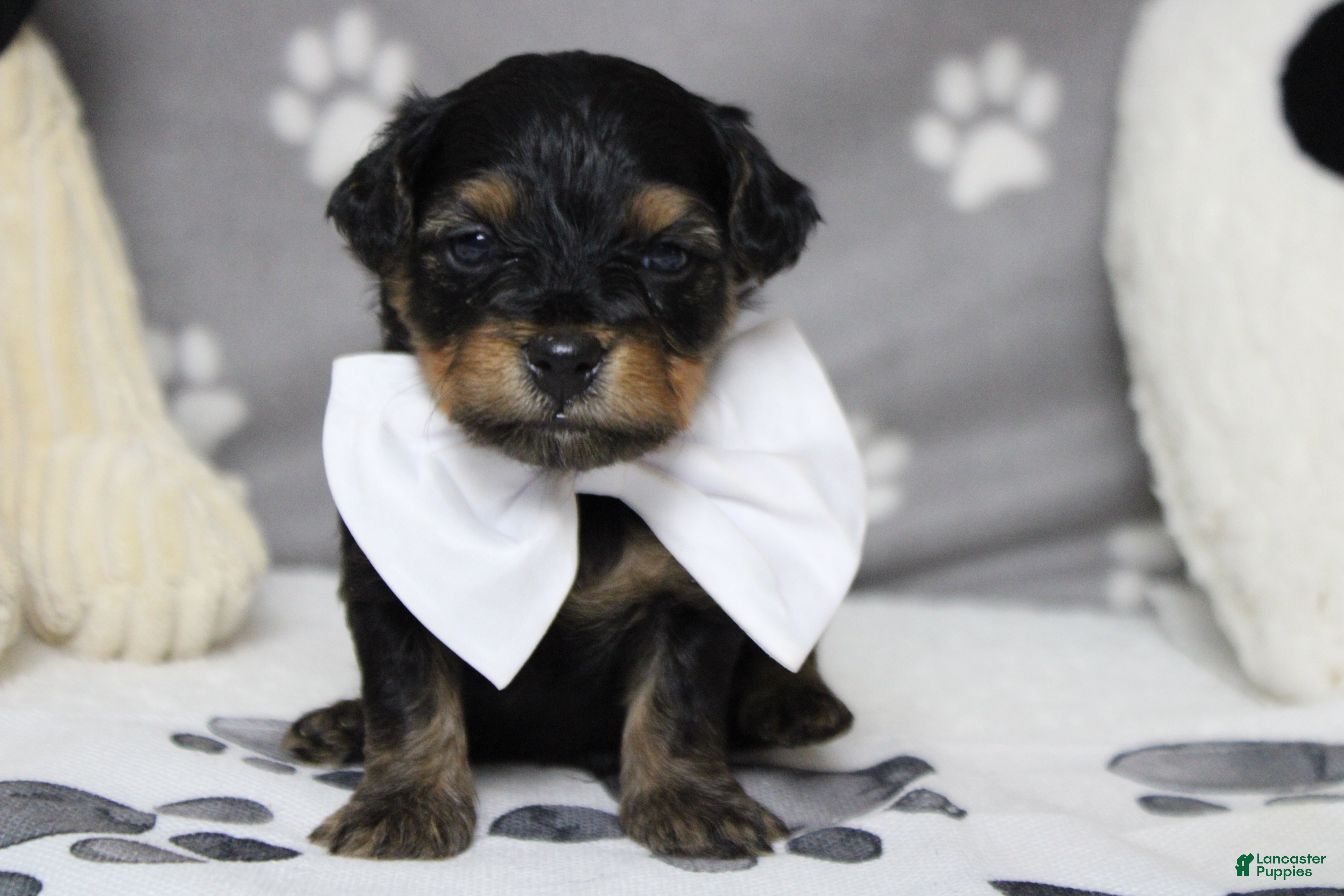 Yorkiepoo dogs Pedro  - Ad 4