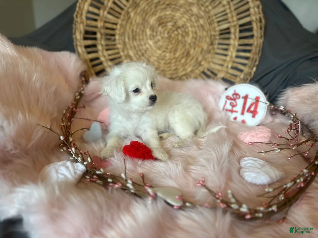 Mixed Breed dogs for sale: Snow White - Ad 2