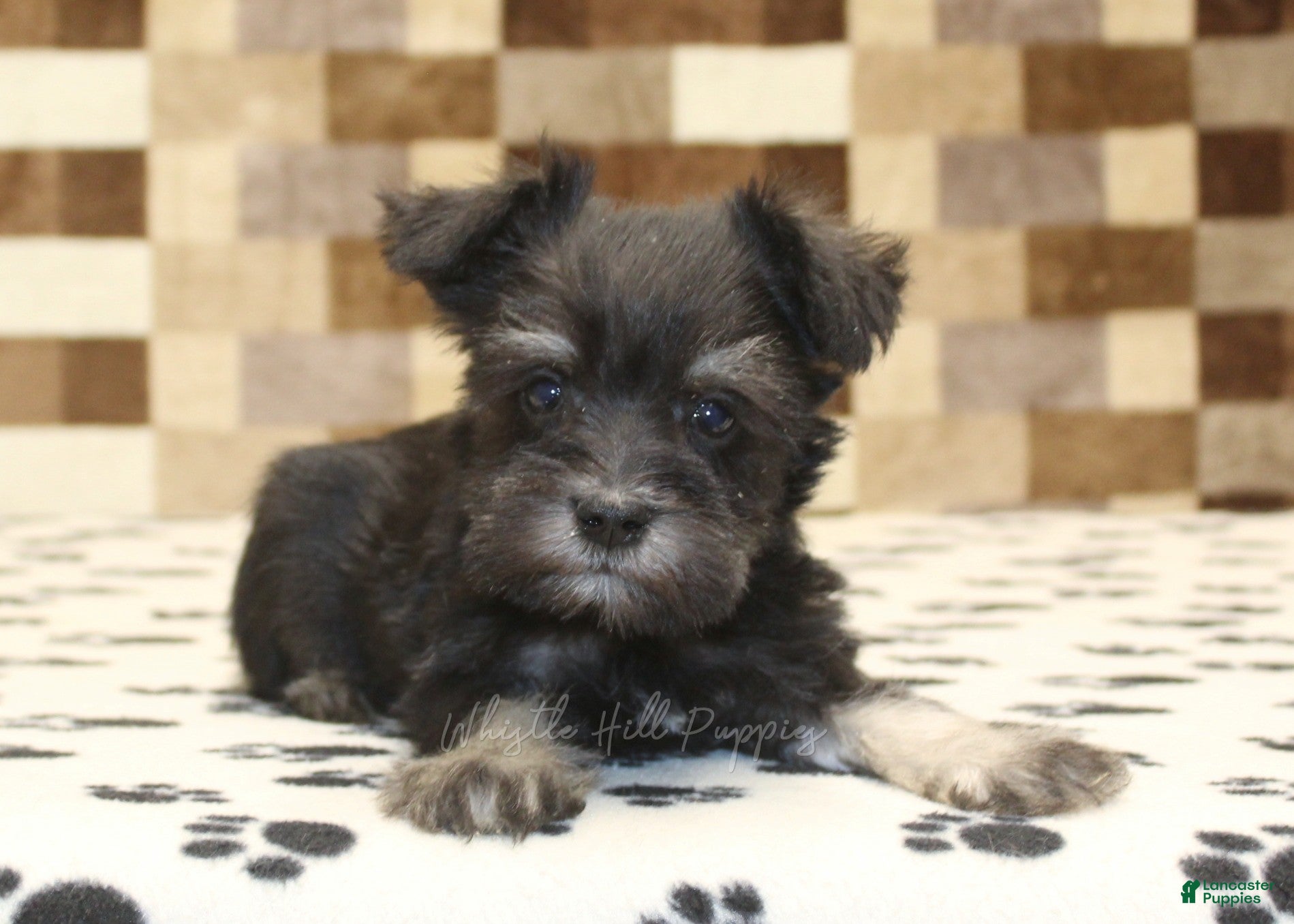 Miniature Schnauzer dogs Peanut - Ad 2