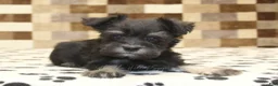 Miniature Schnauzer dogs for sale: Peanut - Ad 2
