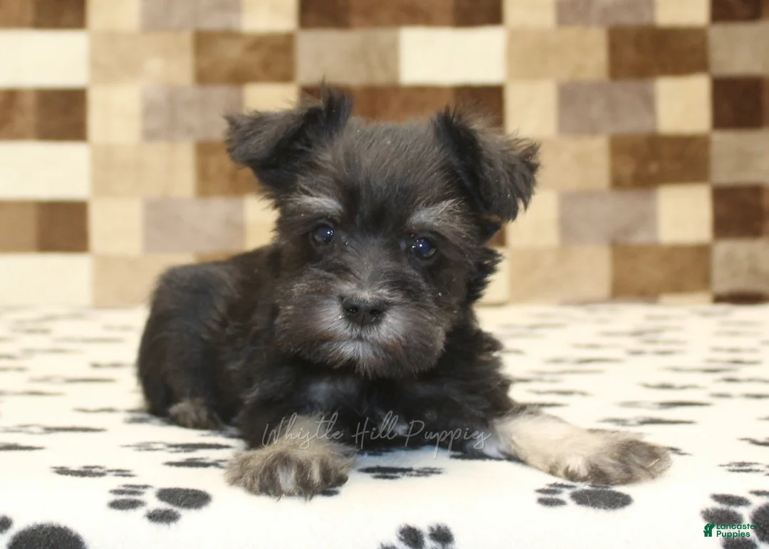 Miniature Schnauzer dogs for sale: Peanut - Ad 2