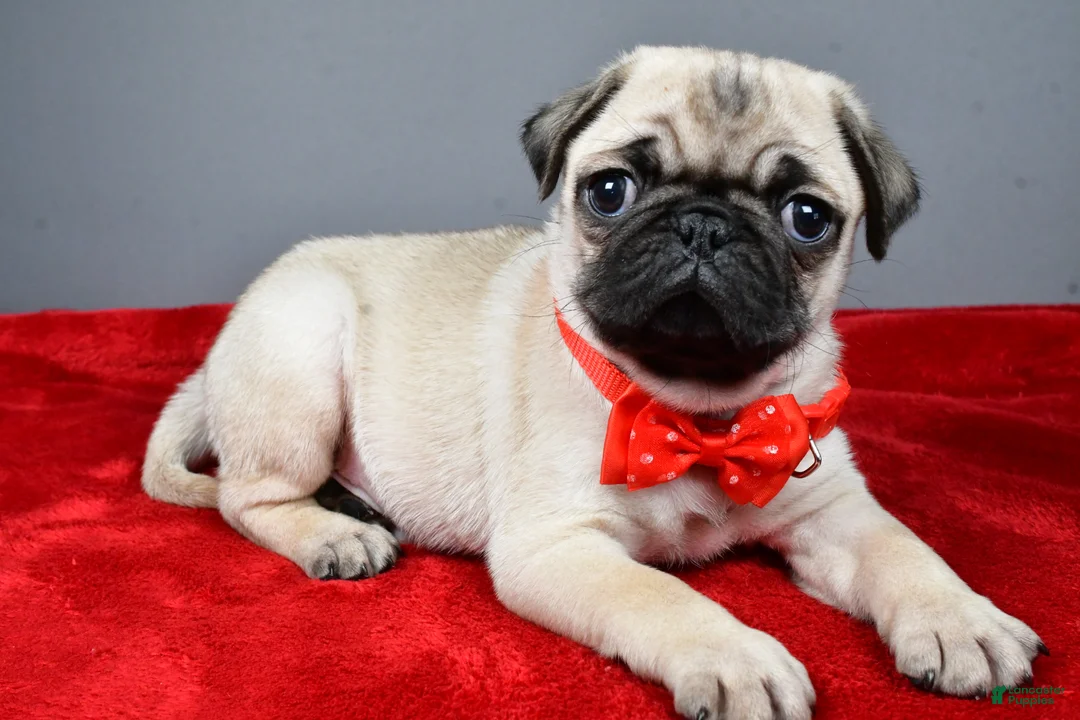 Pug dogs for sale: Frank - Ad 1