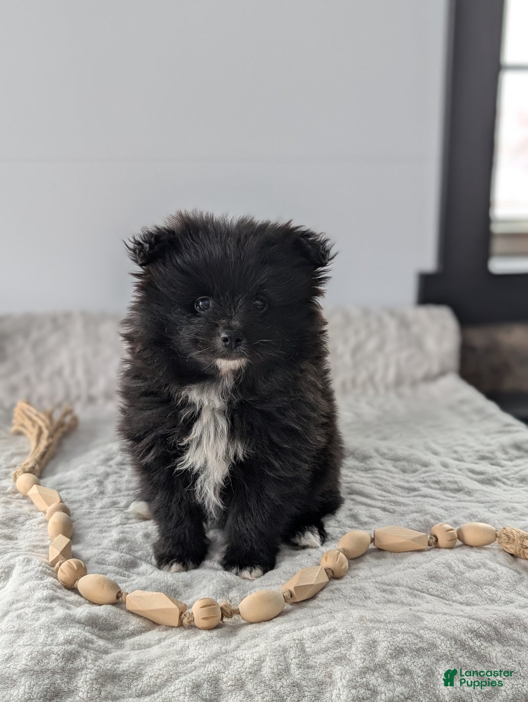 Pomeranian dogs for sale: Felix - Ad 3