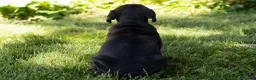 Cane Corso dogs for sale: Maple  - Ad 5