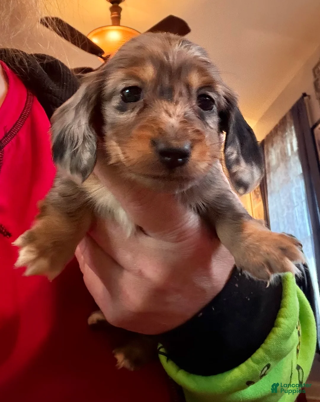 Miniature Dachshund dogs for sale: CReam  - Ad 30