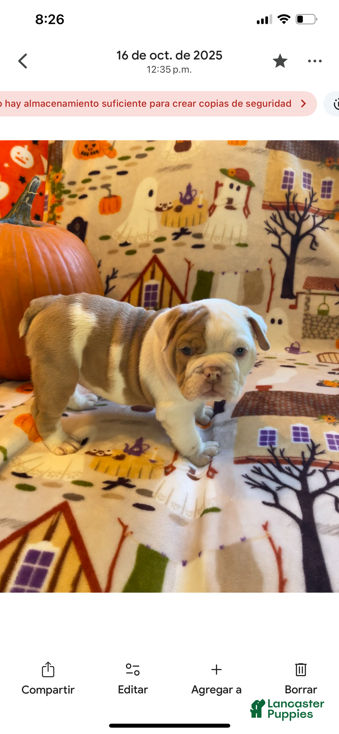 English Bulldog dogs for sale: English Bulldog Puppy 5 - Ad 19
