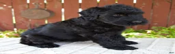 Giant Schnauzer dogs for sale: Teresa - Ad 6