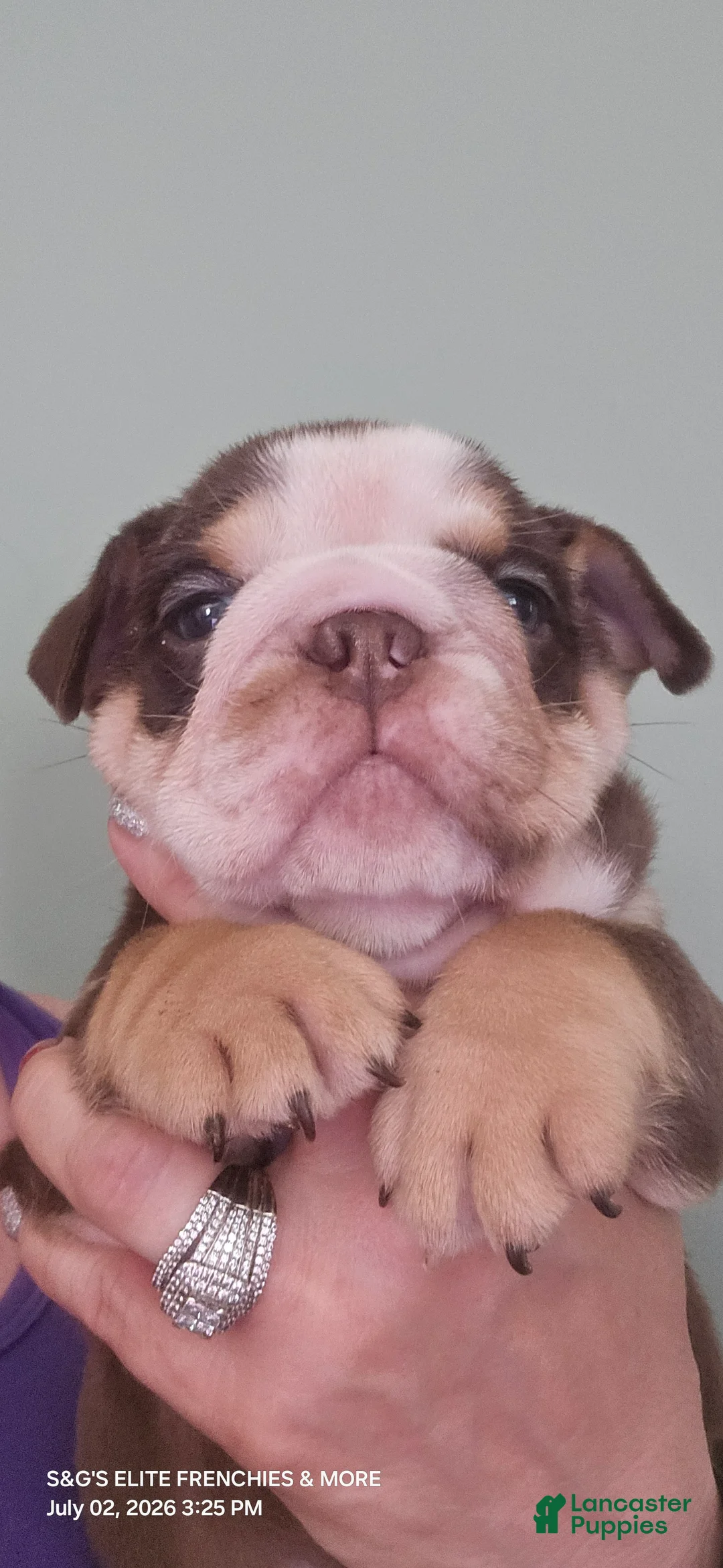 English Bulldog dogs for sale: Brandy - Ad 2