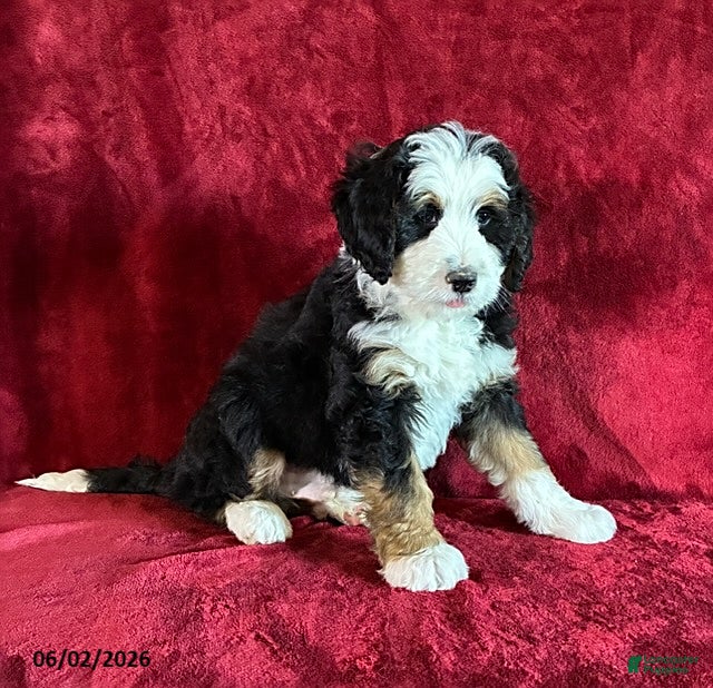 Mini Bernedoodle dogs for sale: King - Ad 3