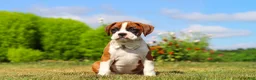 Boxer dogs for sale: Sophie - Ad 4