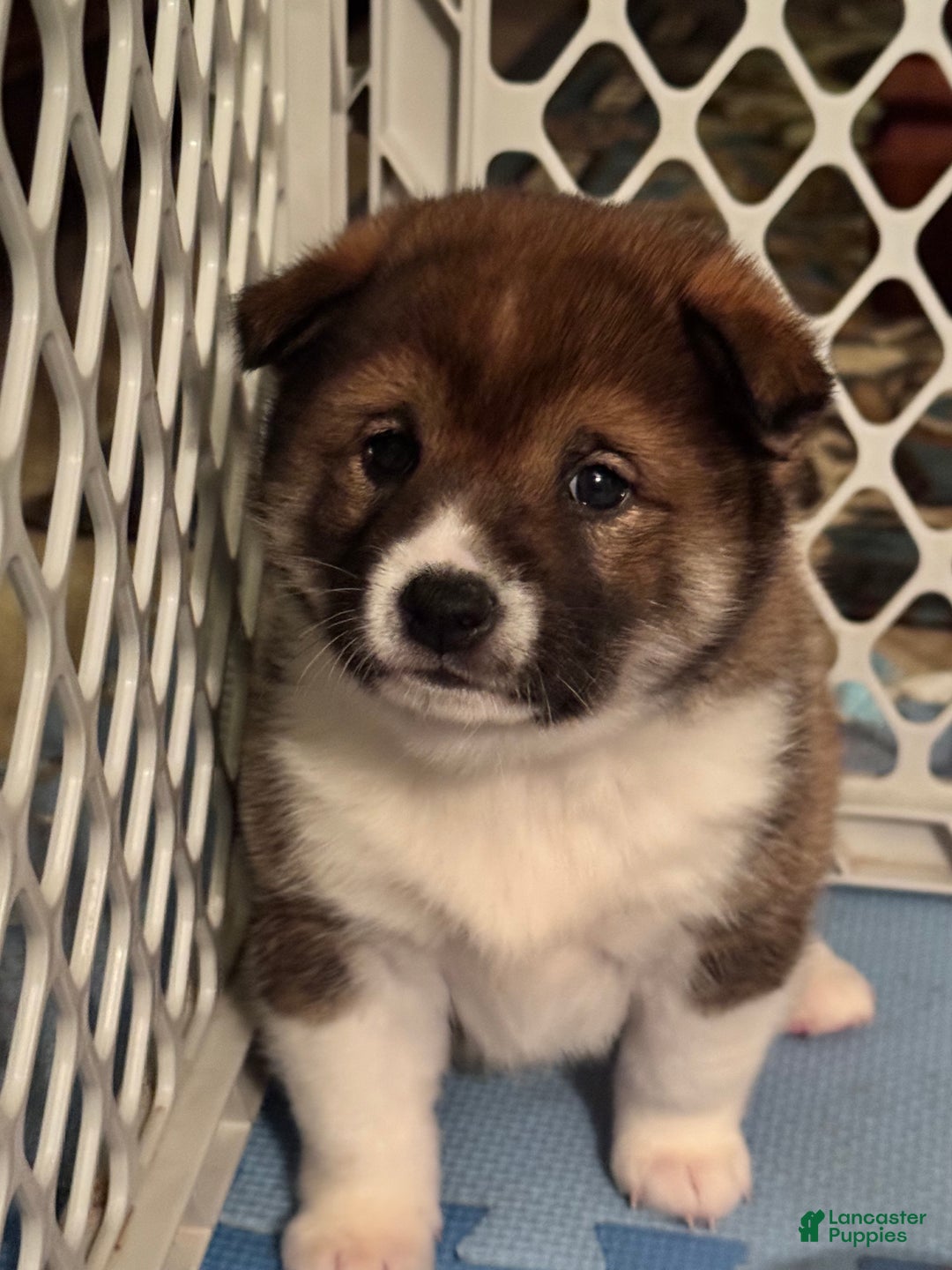 Shiba Inu dogs for sale: Shiba Inu Puppy 3 - Ad 18