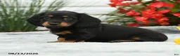 Dachshund dogs for sale: Rosy - Ad 3
