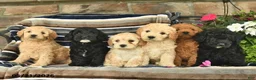 Mini Goldendoodle dogs for sale: Ella  - Ad 3