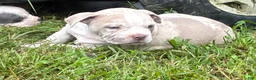 Olde English Bulldogge dogs for sale: Olde English Bulldogge 7 - Ad 2