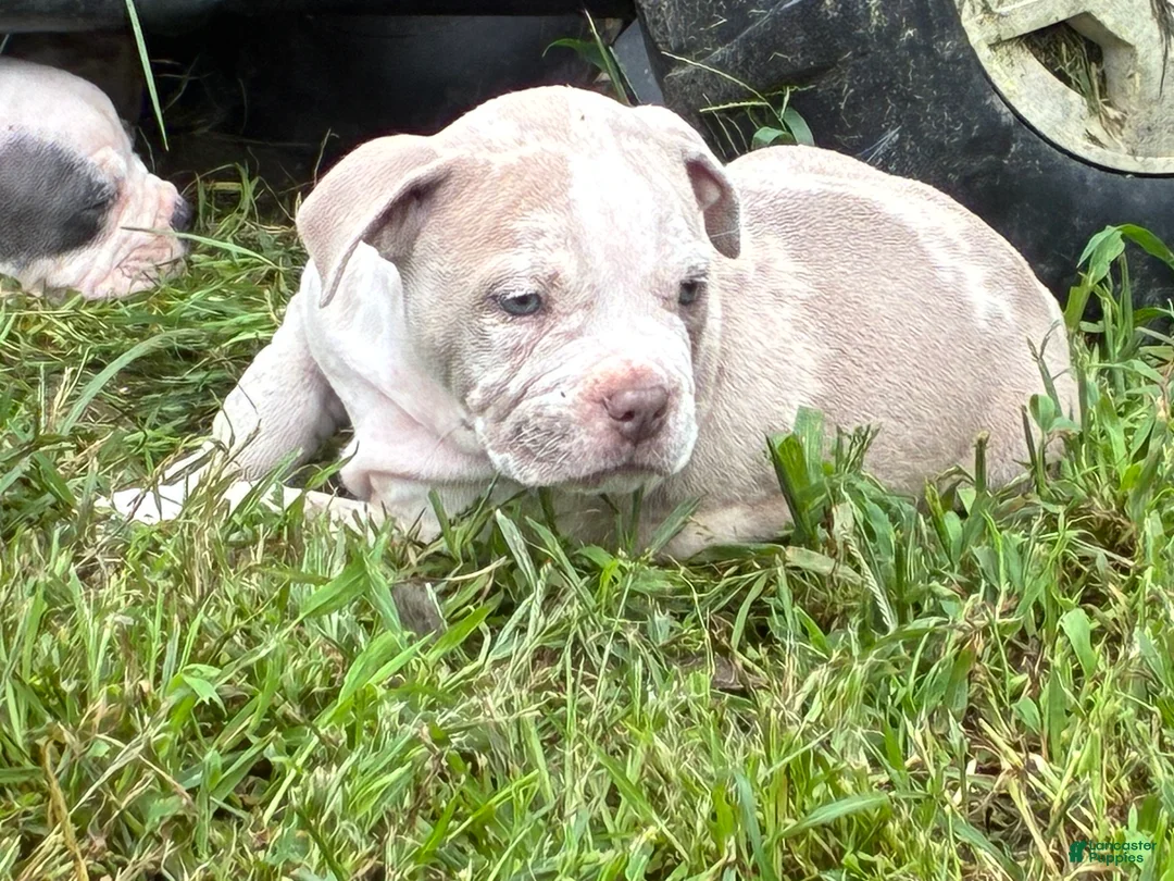 Olde English Bulldogge dogs for sale: Olde English Bulldogge 7 - Ad 2