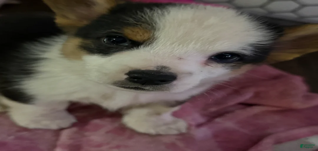 Gallery Image {{count}}