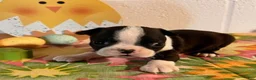 Boston Terrier dogs for sale: Baby - Ad 2